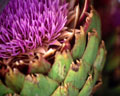 Artichoke flowering 